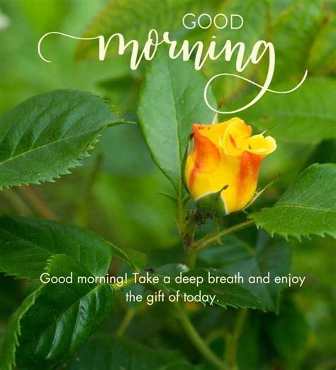 Beautiful Good Morning Yellow Rose Images In Good Morning