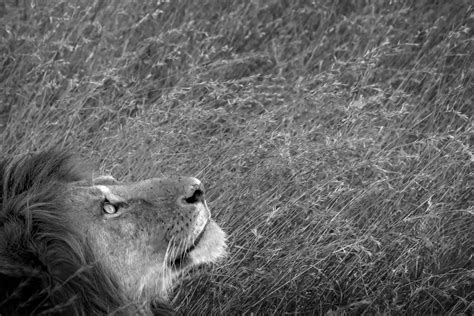 Masai Lion — Brian Hibberd Photography