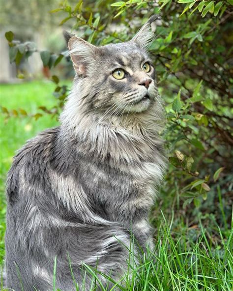 21 Blue Tabby Maine Coon Cats You’ll Want to Adopt - MaineCoon.org