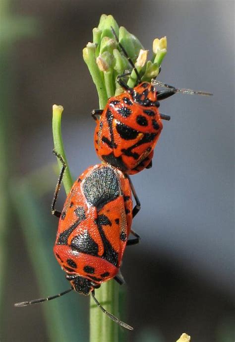 Stink Bugs Spiritual Meaning And Symbolism