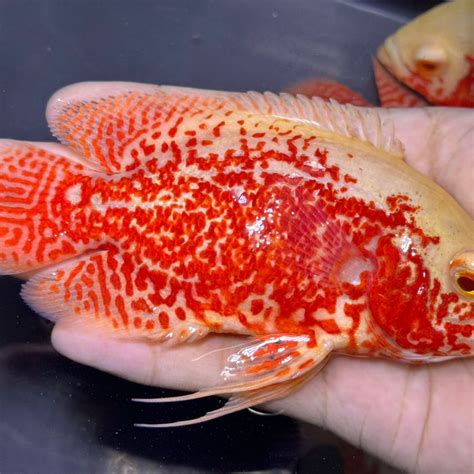 A Grade Albino Tiger Oscar Cichlid Cm Aquatics Online