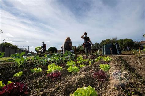 Tavira lança Semente à terra em hortas urbanas para famílias dos