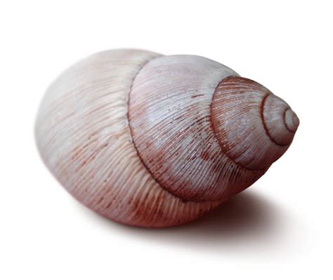 Free stock photos - Rgbstock - Free stock images | Shell 4 | Alessandro ...