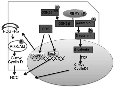 Recent Advances In The Molecular Mechanism Of Sex Disparity In Hepatocellular Carcinoma PMC