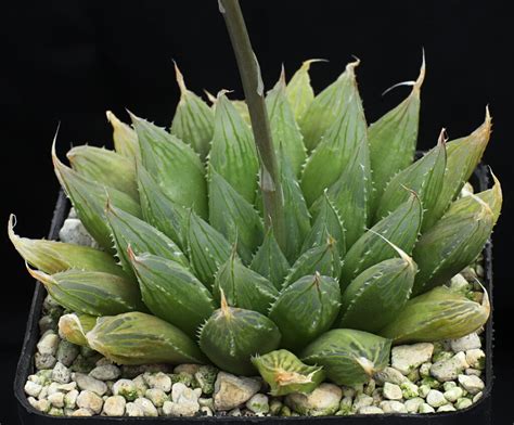 Haworthia Cooperi Var Pilifera Luri DMC08492 Addo Station