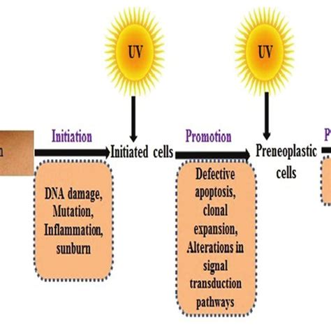 Stages Of Ultraviolet B Radiation Induced Skin Cancer Katiyar Et Al