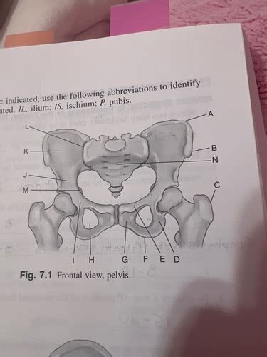 Chapter 7 Femur And Pelvic Girdle LABELING Flashcards Quizlet