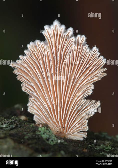 Gill Mushroom Hi Res Stock Photography And Images Alamy