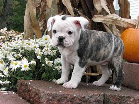 Bulldog Boston Terrier Mix Puppies Sale | PETSIDI