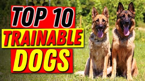 Top 10 Trainable Dogs Breed Youtube