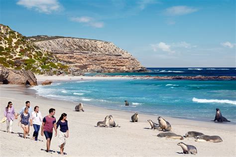 Adelaide Kangaroo Island Tour Full Day Adelaide Day Tours