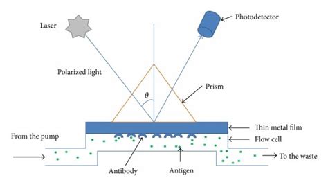 Surface Plasmon Resonance Spectroscopy Commonly Used For The Detection Download Scientific