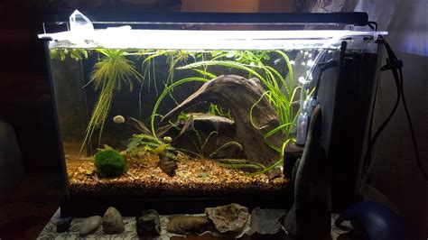 My Fluval Spec V R Plantedtank