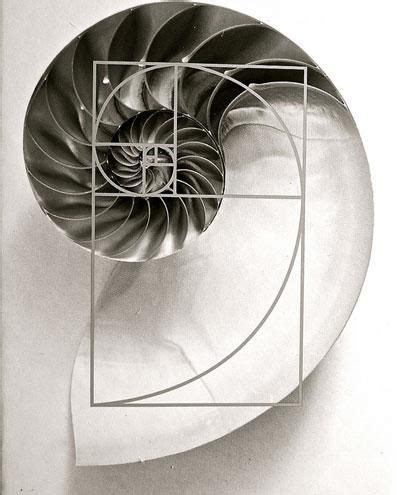 Sacred Geometry In The Chambered Nautilus