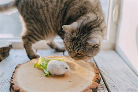 Freunde Katze Und Hamster Stockbild Bild Von Bezaubern 75012275