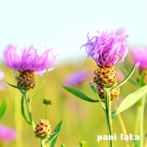 Chaber łąkowy - Pani Łąka