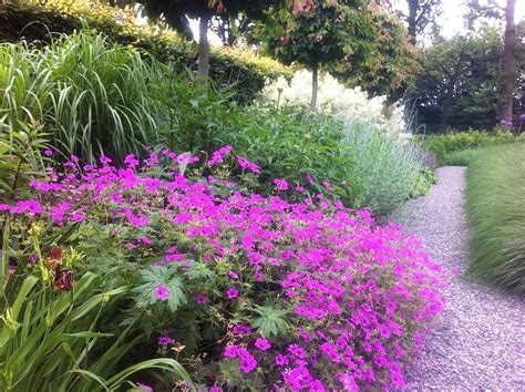 Герань кроваво красная в ландшафтном дизайне: 79 фото