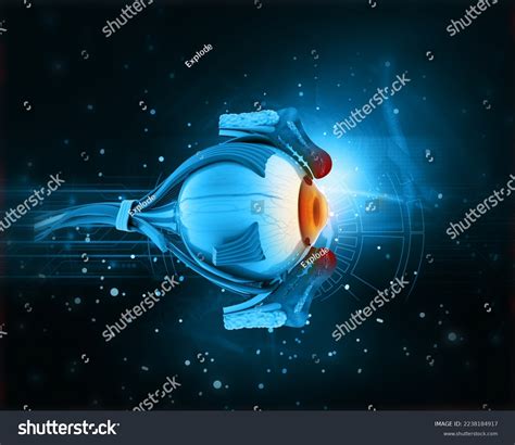 Human Eye Anatomy Digital 3d Illustration Stock Illustration 2238184917