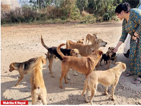 Stray Dog Ьіte My Legs For Help Her Puppies That Lead Me To Saved рooг