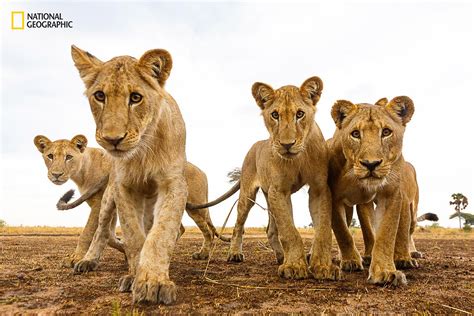 National Geographic Nature Photographer Of The Year 2016 Competition