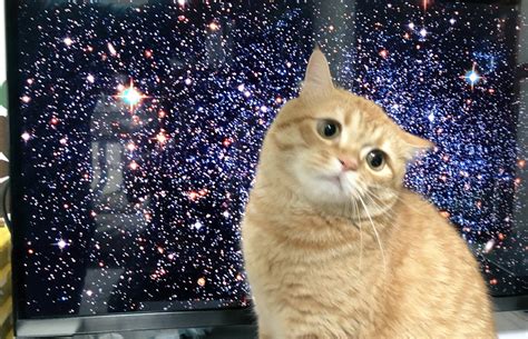 再現度高すぎ宇宙の映像が流れてたテレビの前に偶然猫が座って例の写真みたいになった Togetter トゥギャッター