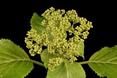 Hydrangea Petiolaris Siebold Zucc Plants Of The World Online Kew