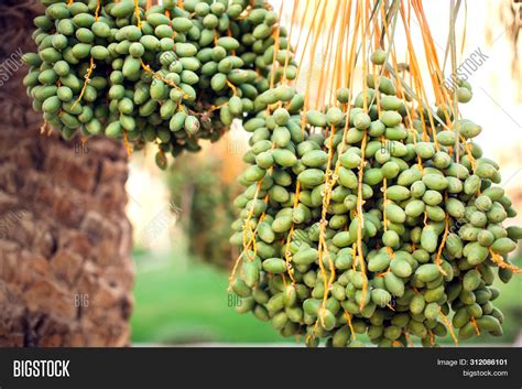 Raw Yellow Dates On A Tree Stock Image Of Bunches 123989673 41 Off