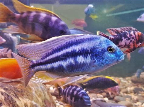 5 Types Of Cichlids That Can Live Together With Info Pictures Hepper