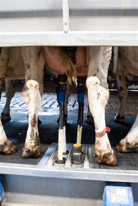 Doorbraak Melkrobot Veehouderij Techniek