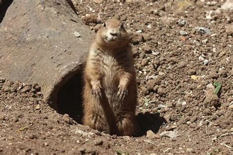 30 Real Examples Of Omnivores With Pictures Wildlife Informer