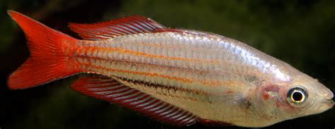 Melanotaenia Splendida Australis Red Fin