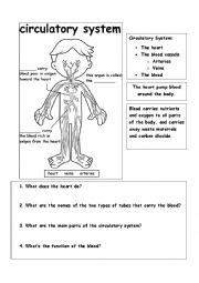 The Circulatory System Esl Worksheet By Mariola Pdd