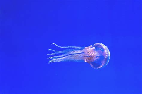 Purple Jellyfish · Free Stock Photo