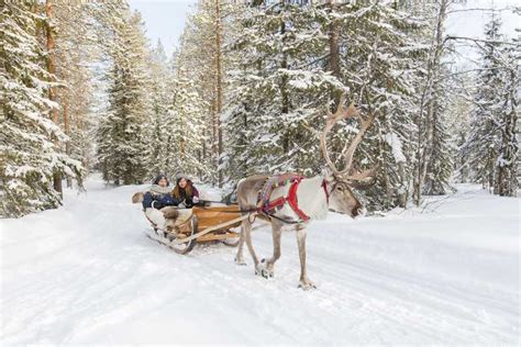 Rovaniemi Visita Tradicional A La Granja De Renos Con Paseo En Trineo