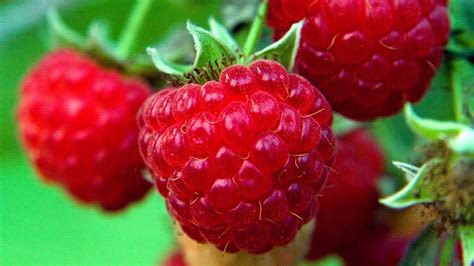 How to grow raspberries: they're easy to grow in any garden | Gardeningetc