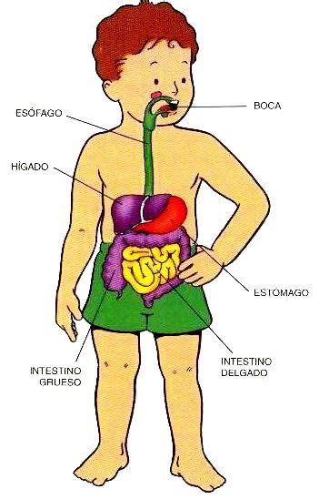 Sistema Digestivo Animado