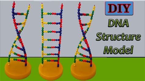 Building A Dna Model