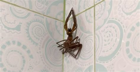 Facehugger!: Unsettling Footage Of A Huntsman Spider Molting - borninspace