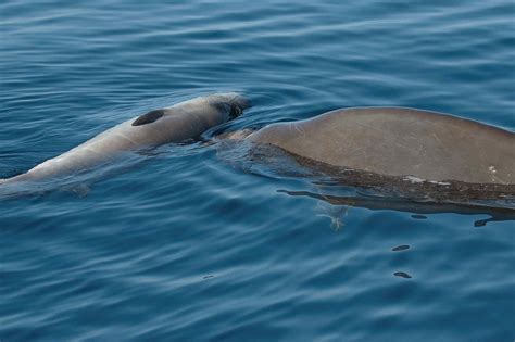 Cuvier S Beaked Whale Seen Grieving Dead Calf For First Time New