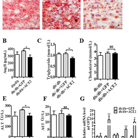 Ang 17ace2 Ameliorated Hepatic Steatosis In Ffa Induced Hepg2