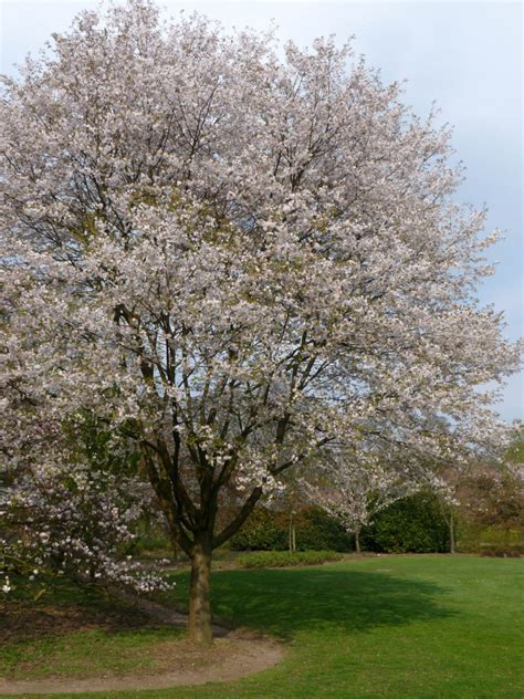 Prunus Avium Zoete Kers Wilde Kers Kriek Bloemenpark Appeltern