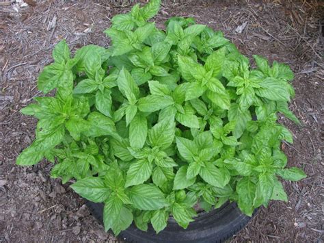 Italian Large Leaf Basil | White Harvest Seed Company