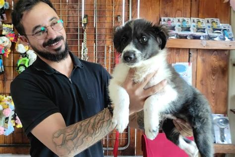 En Zeki Border Collie Köpek Yavrusu