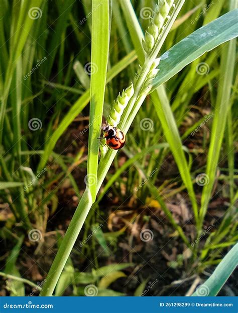 Lady Bug In The Grass Is Beautiful Insert Stock Image Image Of Insect Leaf 261298299