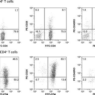 In vitro activation of CD4+lymphocytes leads to a memory/effector ...