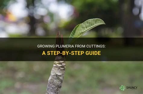 Growing Plumeria From Cuttings A Step By Step Guide Shuncy