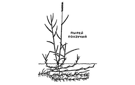 Пырей ползучий (меры борьбы) - 1 Июня 2016 - АгроCайт