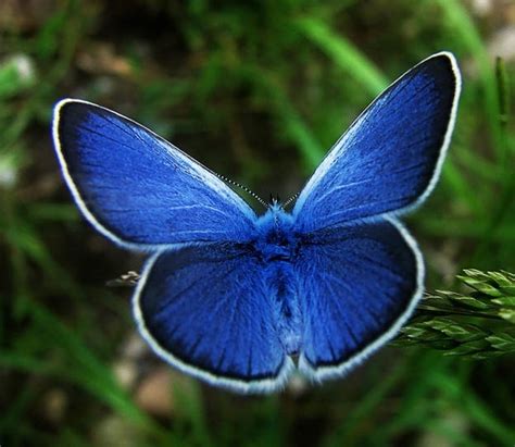 5 Karner Blue Butterfly Facts Biological Science Picture Directory