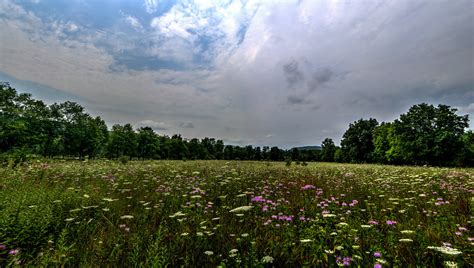 Panoramic Wildflowers Large Open Field Of Wildflowers In N Flickr