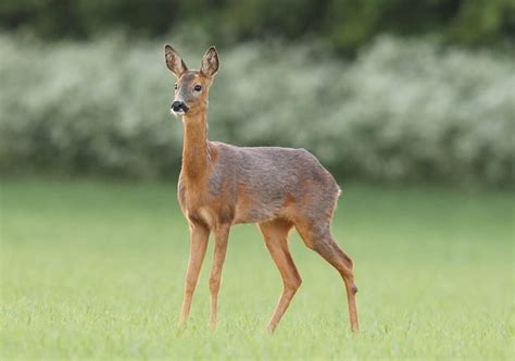 What Is A Female Deer Called All Names Explained